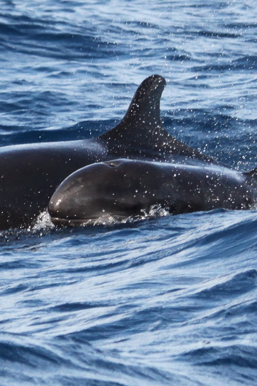 From Funchal: Whales and Dolphin Adventure Tour - Why a Funchal speedboat beats the big-boat dolphin hunt