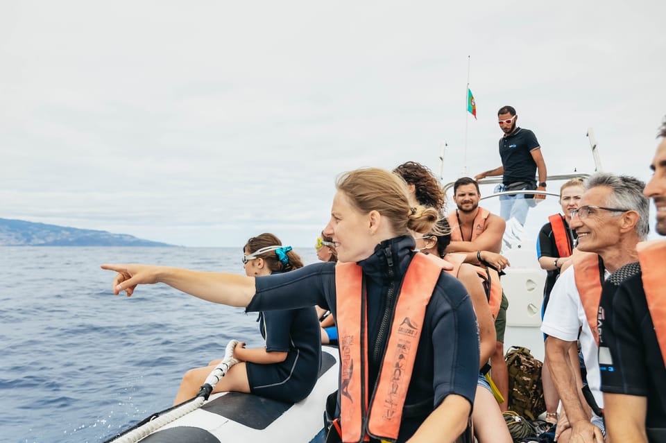 From Funchal: Whales and Dolphin Adventure Tour - The dolphin swim option, plus the rules that keep it humane