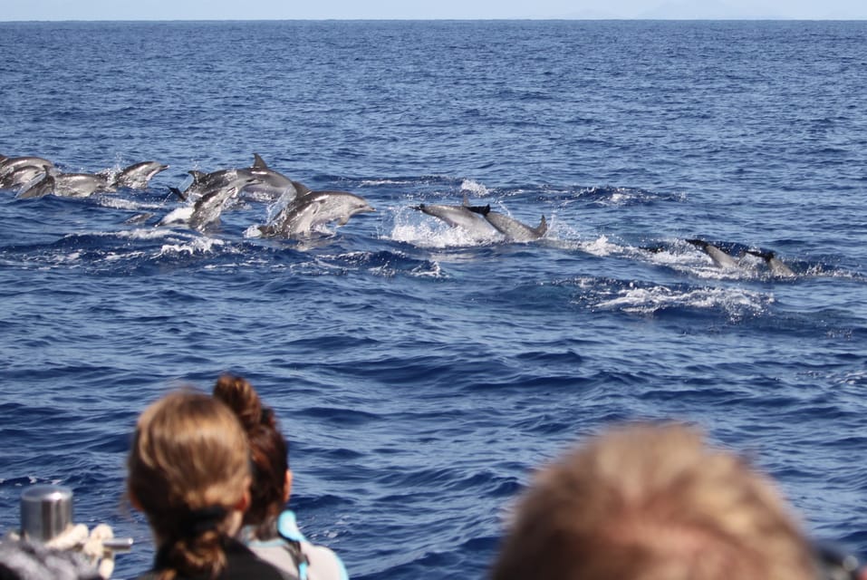 From Funchal: Whales and Dolphin Adventure Tour - Price and value: $58 for a small-group marine encounter (and what you get if wildlife is slow)