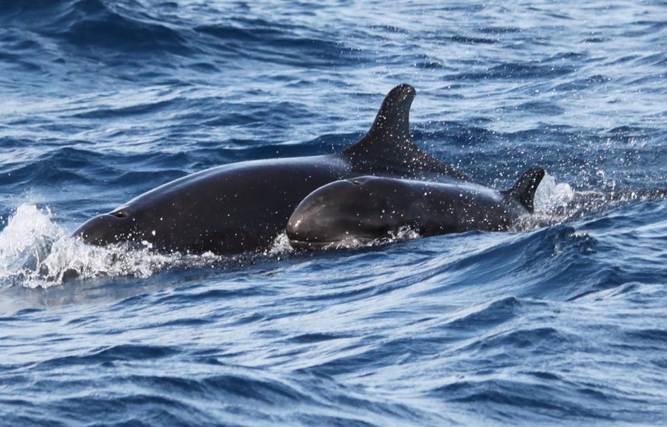 From Funchal: Whales and Dolphin Adventure Tour - Who should book this tour from Funchal, and who should skip it
