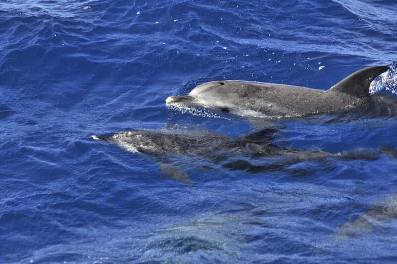 From Morro Jable: Dolphin and Whale Watching and Snorkelling - Why Morro Jable Works for Whale and Dolphin Spotting