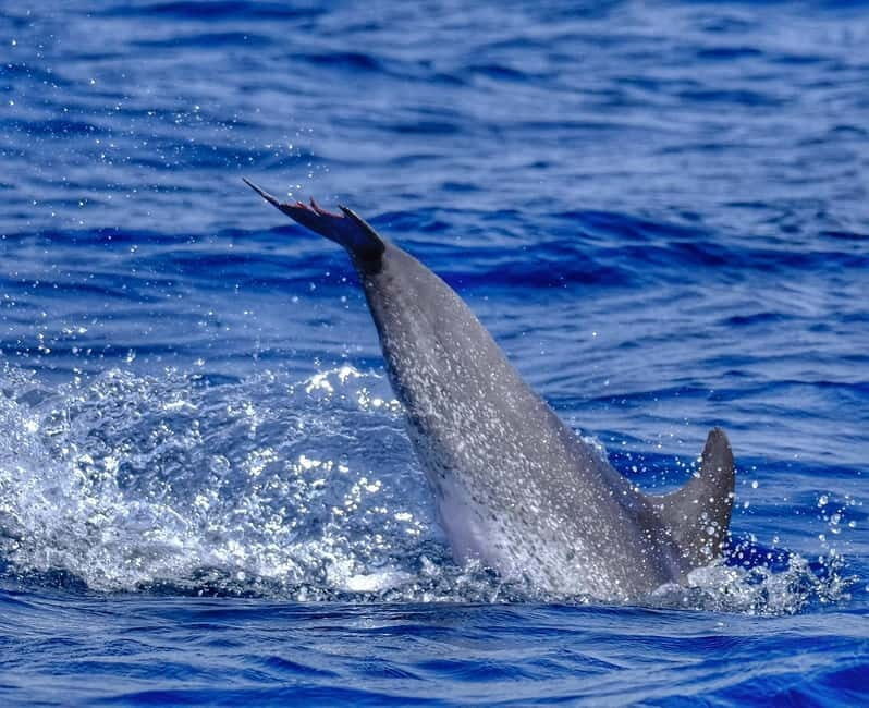 From Morro Jable: Dolphin and Whale Watching and Snorkelling - What to Wear and Bring for a Speedboat + Snorkel Day