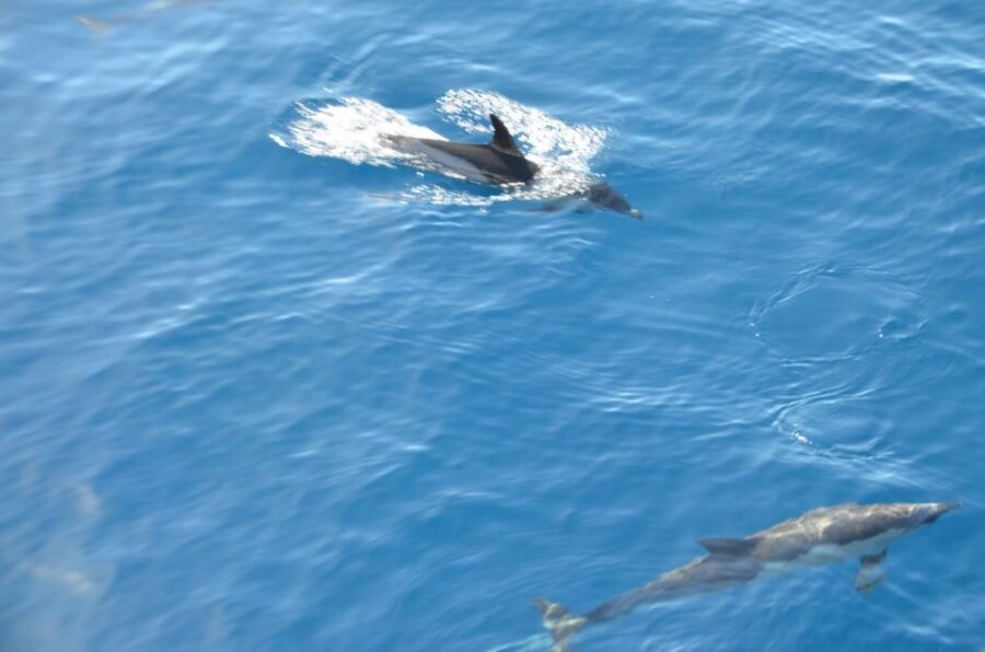 From Morro Jable: Dolphin and Whale Watching and Snorkelling - Price and Value: Is $59 a Fair Deal?