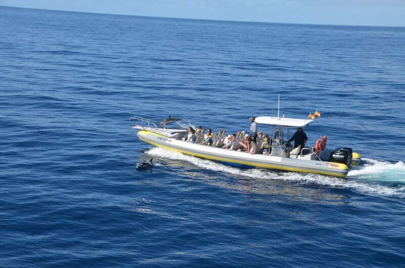 From Morro Jable: Dolphin and Whale Watching and Snorkelling - Should You Book This Dolphin, Whale, and Snorkel Trip?