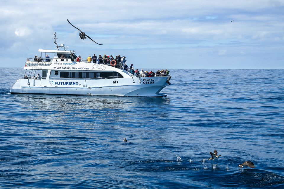 From Ponta Delgada: Whale and Dolphin Watching Trip - Price and value: is $82 fair for 3 hours at sea?