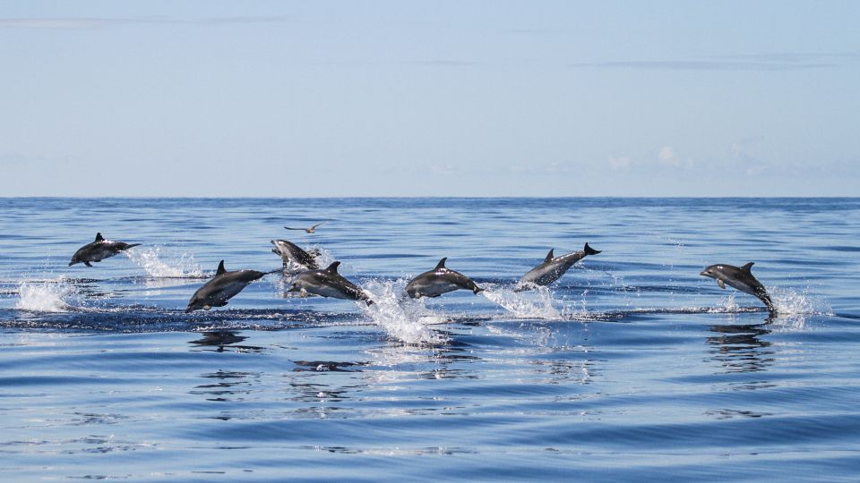 From Ponta Delgada: Whale and Dolphin Watching Trip - Ponta Delgada and the Azores: Why this route is so good for whales