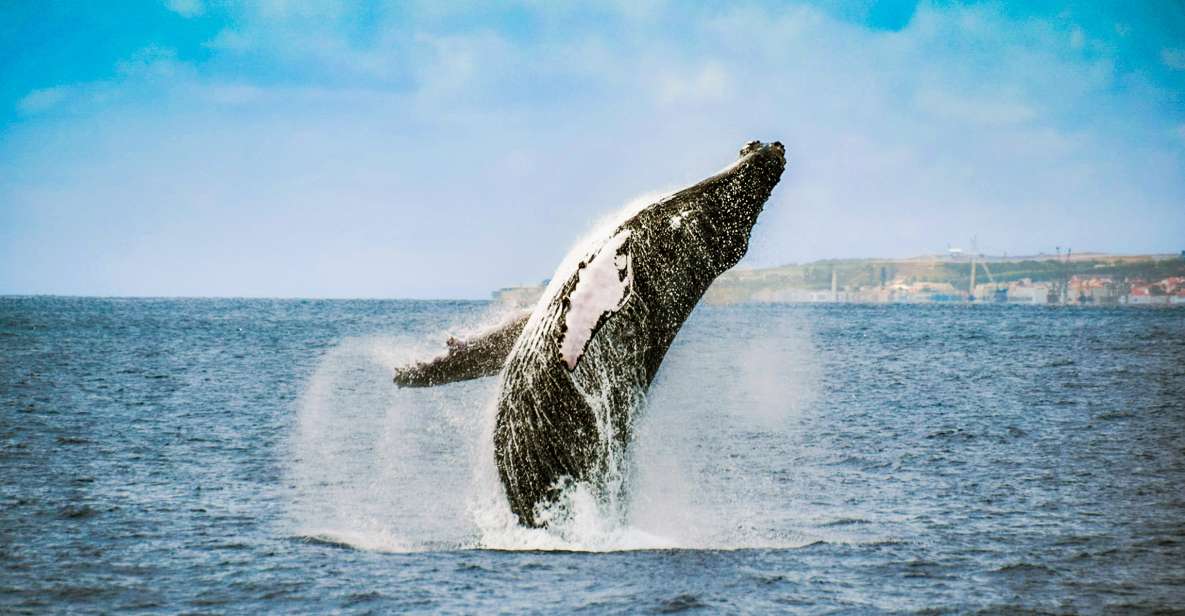 From Ponta Delgada: Whale and Dolphin Watching Trip - What you can realistically spot: species list, seasons, and surprises