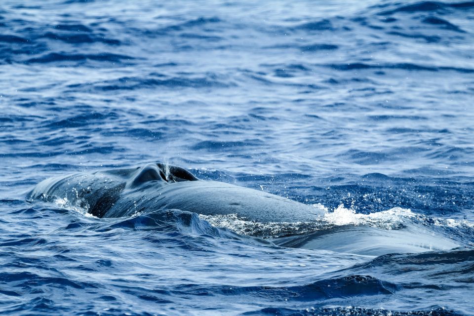 From Ponta Delgada: Whale and Dolphin Watching Trip - Ethical rules: why you get great views without pushing wildlife