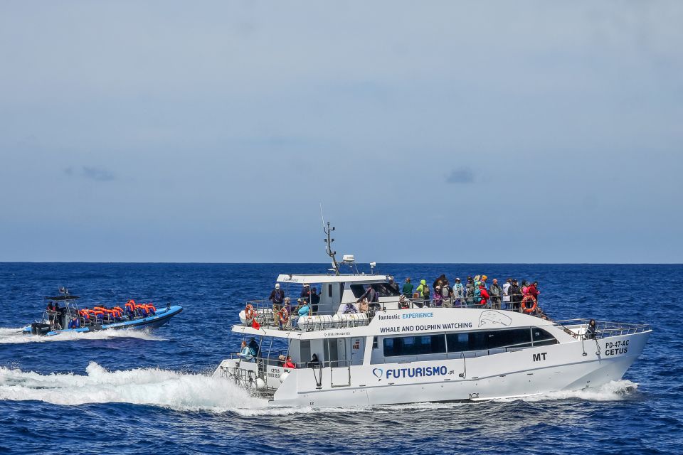 From Ponta Delgada: Whale and Dolphin Watching Trip - Catamaran vs Zodiac: Pick the boat that matches your body and your vibe
