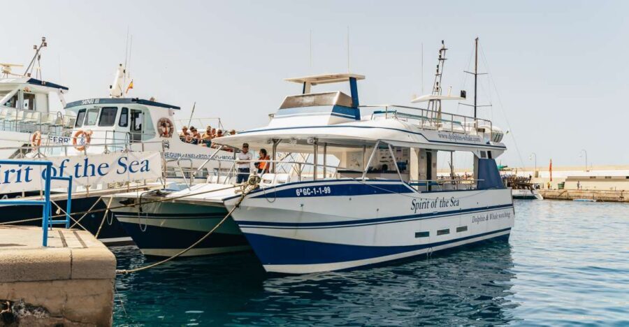 From Puerto Rico de Gran Canaria: Dolphin Watching Cruise - Why Gran Canaria’s Southwest Waters Are Built for Cetacean Spotting
