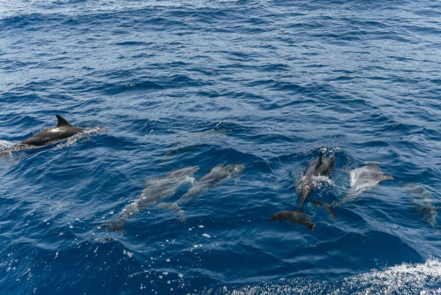 From Puerto Rico de Gran Canaria: Dolphin Watching Cruise - Who Should Book This Cruise, and Who Might Skip It