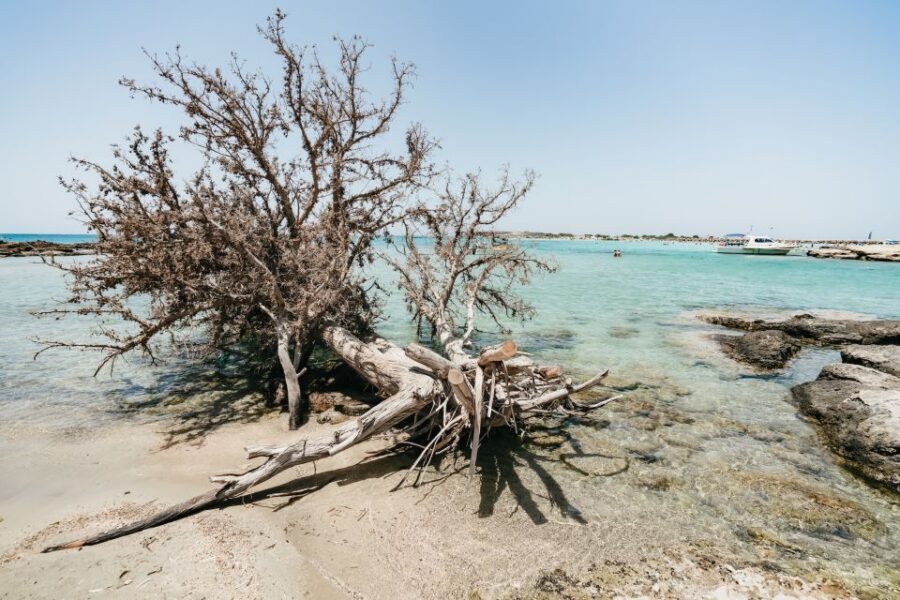 From Rethymno/Kavros: Elafonissi Pink Sand Beach Tour - Elafonissi Pink Sand: The Reason This Trip Exists