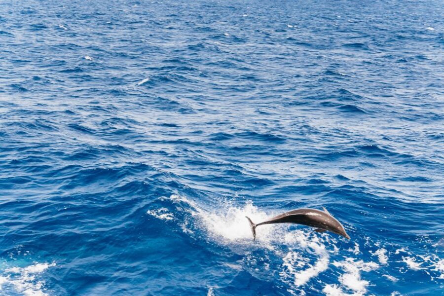 Fuerteventura: Glass Bottom Boat Cruise with Lunch & Drinks - Sailing Through Jandía Natural Park: What the Glass-Bottom Really Gives You