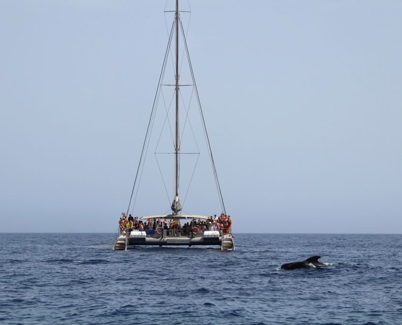 Fuerteventura: Magic Catamaran Trip with Food and Drinks - Why the Jandía Swim Stop Is the Main Event