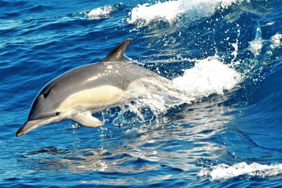 Fuerteventura: Magic Catamaran Trip with Food and Drinks - Open Bar and Onboard Atmosphere: Fun, Not Formal