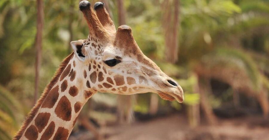 Fuerteventura: Oasis Wildlife Entry Ticket - Key points before you go