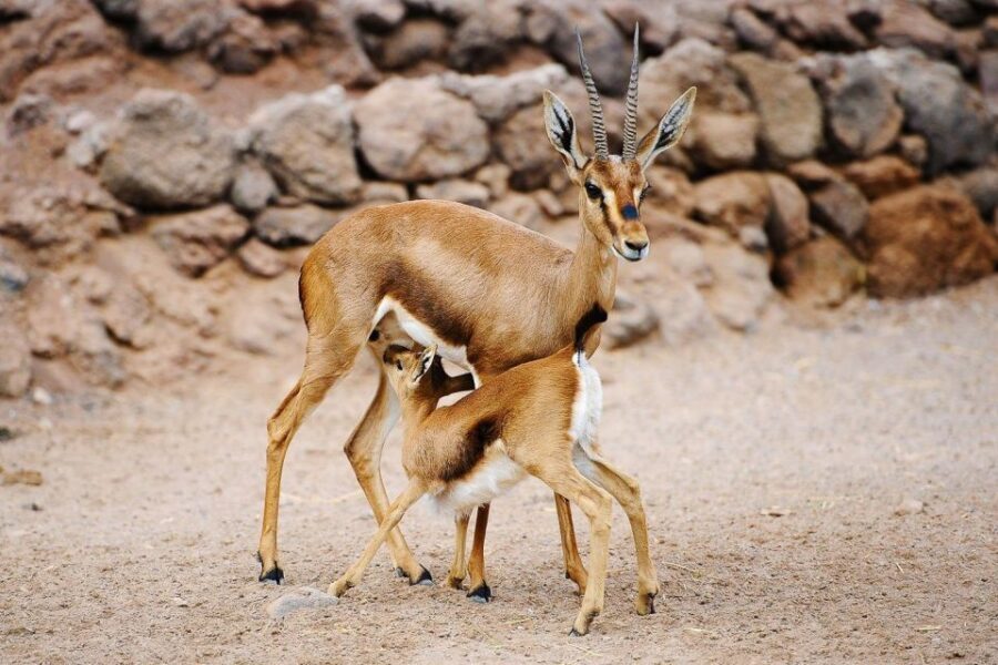 Fuerteventura: Oasis Wildlife Entry Ticket - First time at Oasis Wildlife Fuerteventura: how to fit it into your day