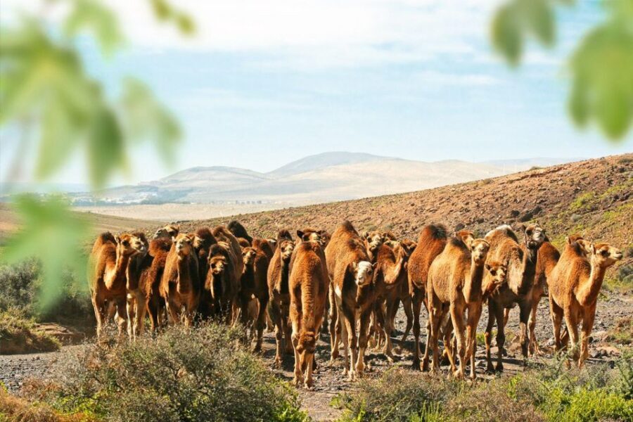 Fuerteventura: Oasis Wildlife Entry Ticket - Live shows you should plan around (reptiles, parrots, sea lions, birds of prey)