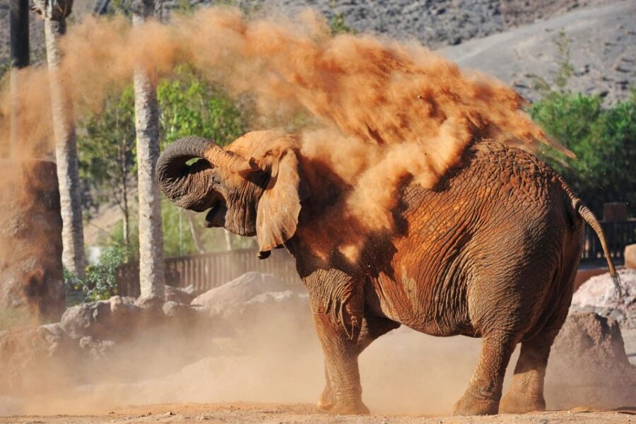 Fuerteventura: Oasis Wildlife Entry Ticket - Botanical Garden and Sabana Splash: balancing animals with shade and fun