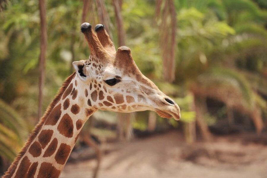 Fuerteventura: Oasis Wildlife Entry Ticket - Entering the park route: seeing 250 species without feeling lost