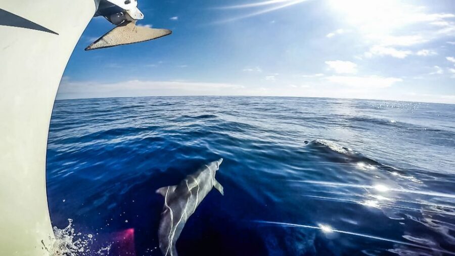 Fuerteventura: Sailing with Snorkeling and Dolphin Watching - How long you’ll be out, and how to manage your expectations