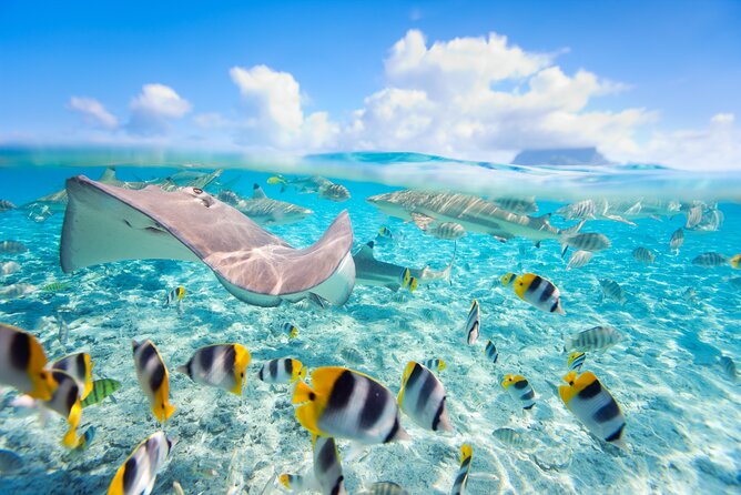 Full Day Lagoon Group Tour in Bora Bora with Lunch - Why Bora Bora lagoon time is worth planning