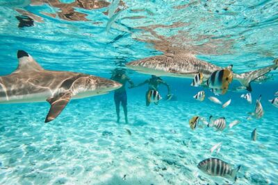 Full Day Lagoon Group Tour in Bora Bora with Lunch - What the 6-hour day feels like on the water