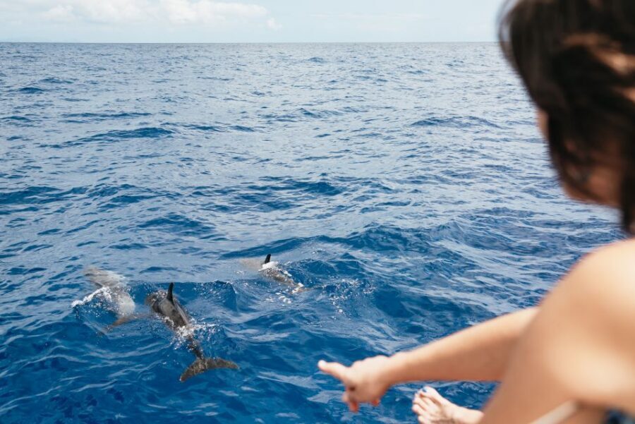 Funchal Bay: Dolphin & Whale Watch Luxury Catamaran Cruise - Sailing back under sail along Madeira’s coast