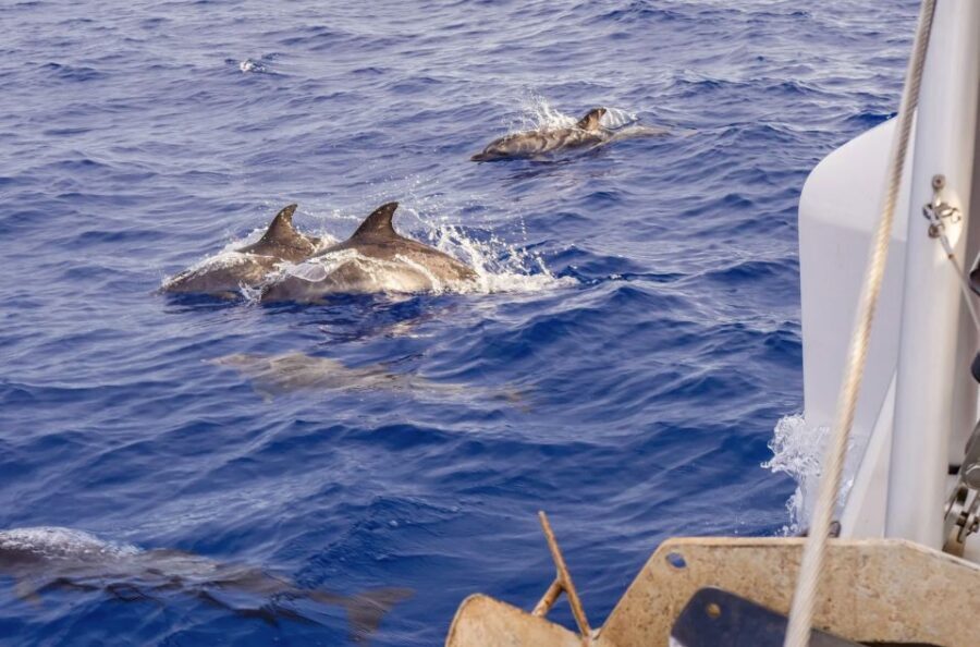 Funchal Bay: Dolphin & Whale Watch Luxury Catamaran Cruise - What the best experiences have in common