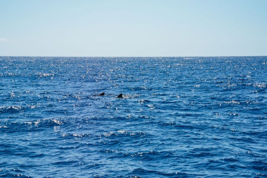 Funchal: Dolphin and Whale Watching by Luxury Catamaran - The Luxury Catamaran Setup: Comfort Matters on Open Water