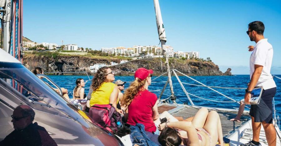Funchal: Dolphin and Whale Watching by Luxury Catamaran - The Wildlife Scan: Dolphins, Whales, Turtles, Birds, and More