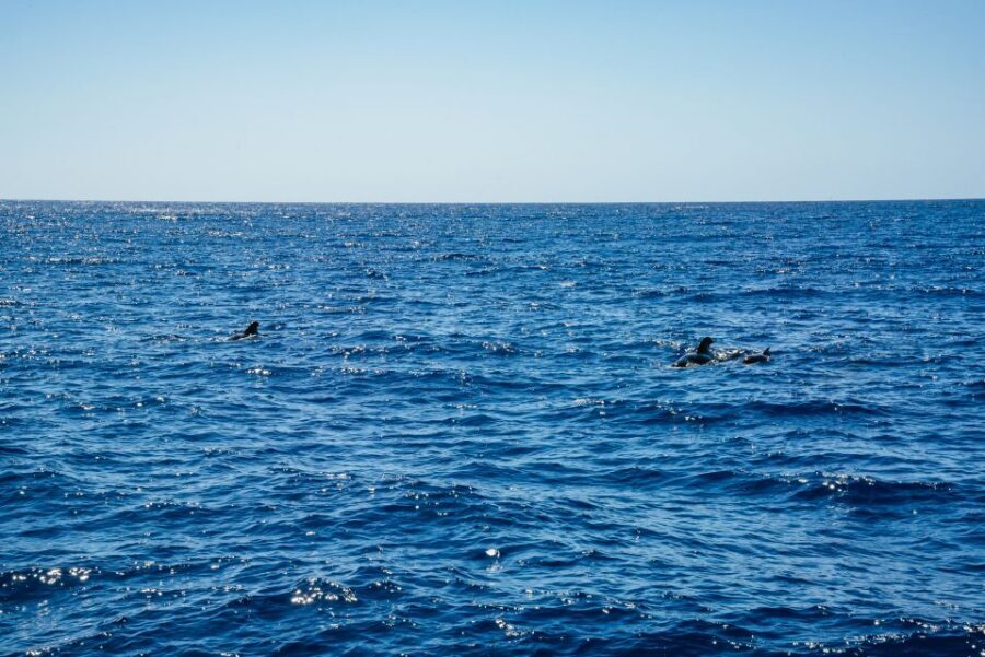 Funchal: Dolphin and Whale Watching by Luxury Catamaran - What to Bring (and What Rules Keep the Day Respectful)
