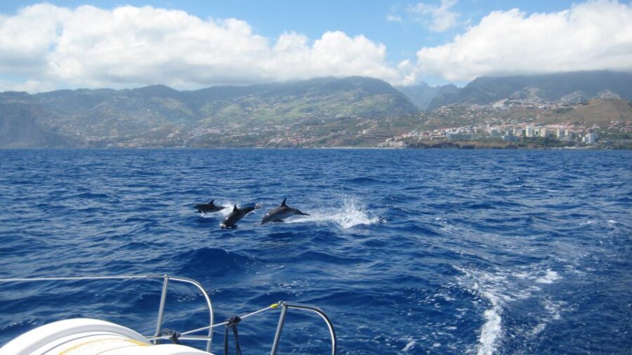Funchal: Dolphin and Whale Watching Catamaran Cruise - Key Things I’d Prioritize on This Cruise