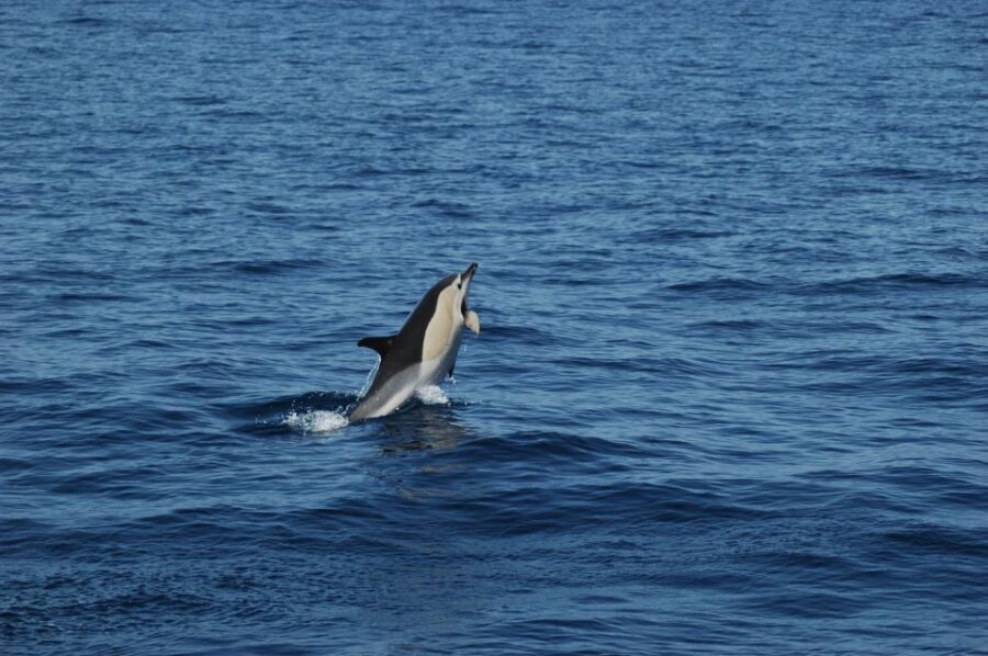 Funchal: Dolphin and Whale Watching Catamaran Cruise - Why This 3-Hour Catamaran Ride Works on Madeira