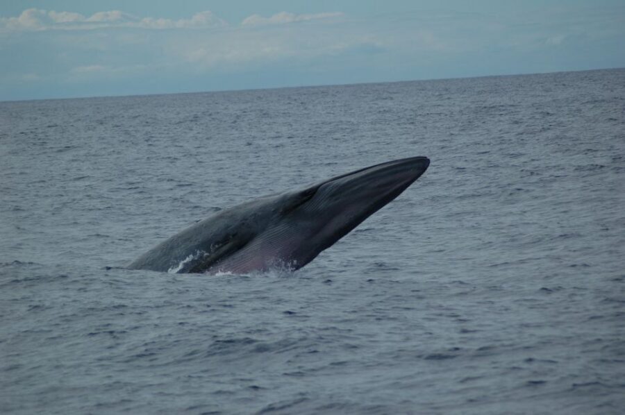 Funchal: Dolphin and Whale Watching Catamaran Cruise - Hunting for Dolphins, Whales, and Turtles in Madeira Waters