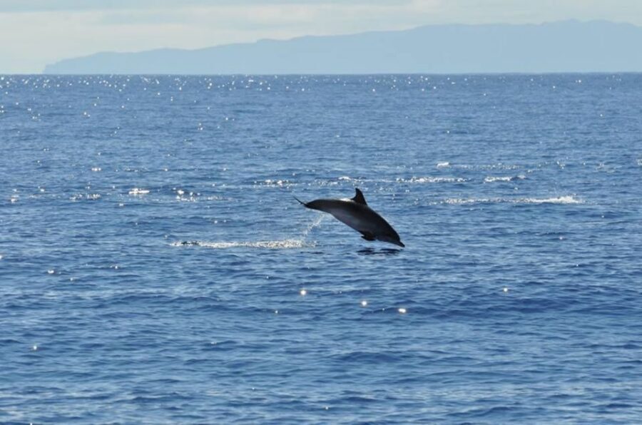 Funchal: Dolphin and Whale Watching Catamaran Cruise - Onboard Comfort, Drinks, and the Real Rules About Alcohol