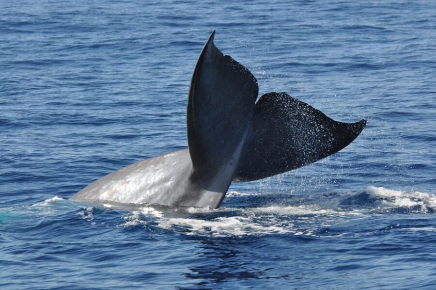 Funchal: Dolphin and Whale Watching Catamaran Cruise - Seasickness, Weather, and How to Stay Comfortable