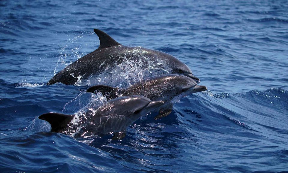 Funchal: Dolphin and Whale Watching Cruise - Key things that make this cruise click