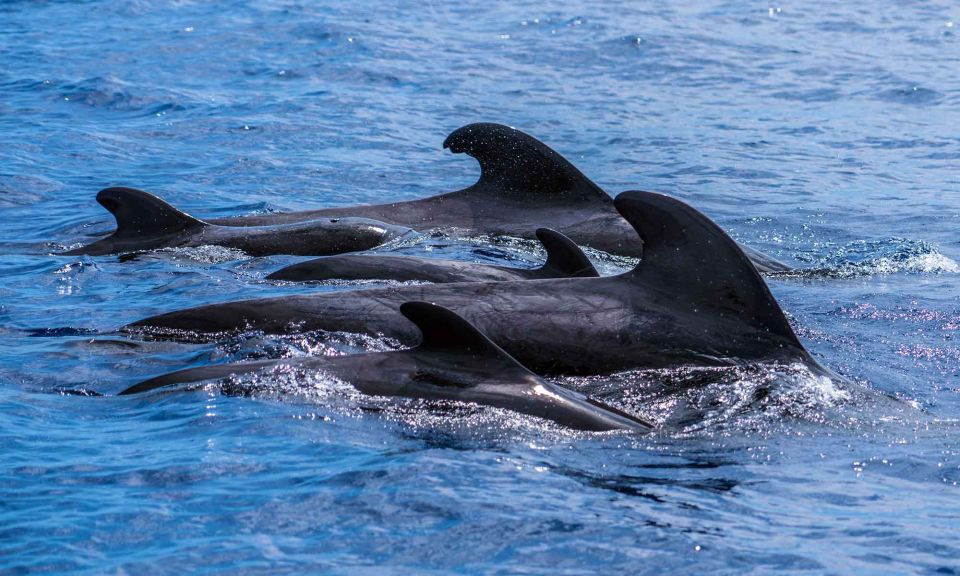 Funchal: Dolphin and Whale Watching Cruise - Price and value in Funchal: is $58 a fair deal?