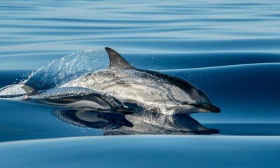 Funchal: Dolphin and Whale Watching Cruise - The 2-hour pace: what each stretch of the ride feels like