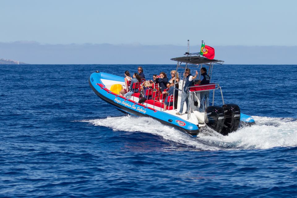 Funchal: Dolphin and Whale Watching Cruise - How the crew finds whales and dolphins from land