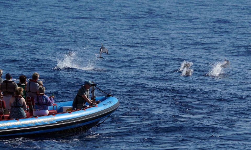 Funchal: Dolphin and Whale Watching Cruise - The wildlife-first mission: dolphins, whales, turtles, and seabirds