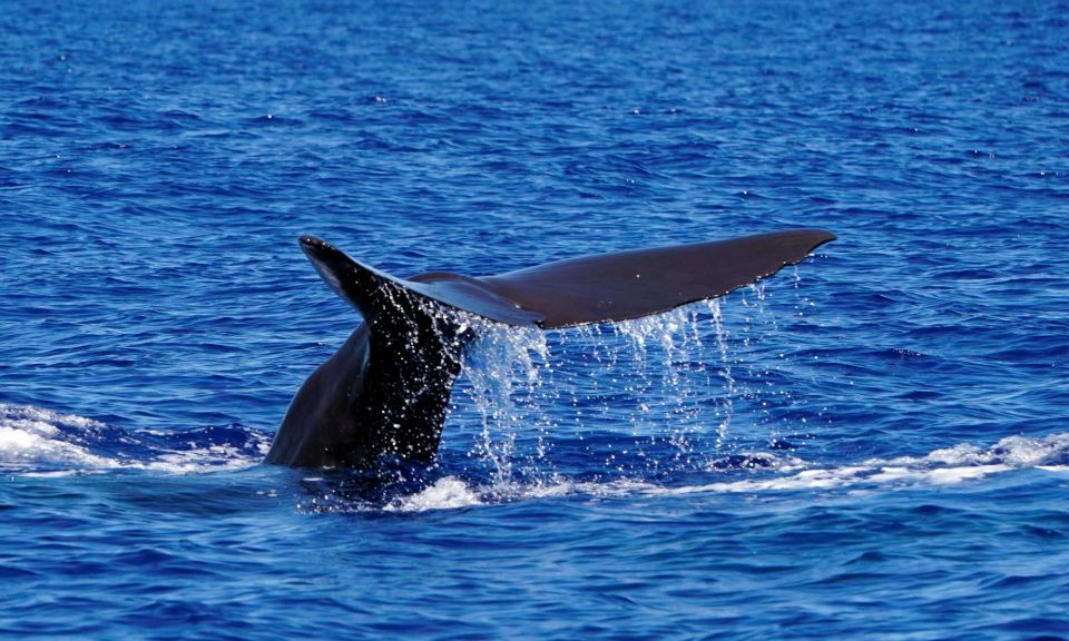 Funchal: Dolphin and Whale Watching Cruise - It’s close, but it’s respectful: distance and rules that affect your experience