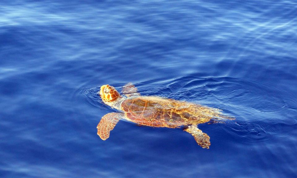 Funchal: Dolphin and Whale Watching Cruise - What you’ll do on board: commentary, spotting, and the viewing rhythm
