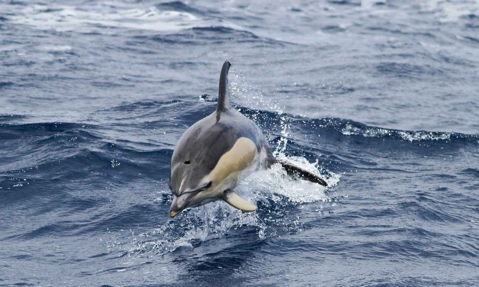 Funchal: Dolphin and Whale Watching Cruise - Getting soaked is normal: what to pack for a speedboat day in Funchal