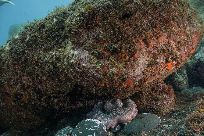 Funchal: Scuba Diving Experience for Beginners - Meeting at Madeira Divepoint Inside Pestana Carlton