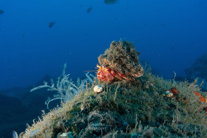 Funchal: Scuba Diving Experience for Beginners - Pool Skills: Breathing, Floating, and Gear Familiarity