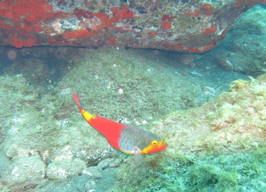Funchal: Scuba Diving Experience for Beginners - Timing Reality: 2–3 Hours Means You’ll Move Efficiently