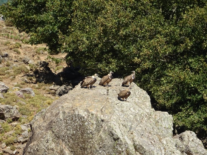 Georgioupolis Full-Day Land Rover Safari Experience - The climb: 1,200 meters up, switchbacks, vultures, and sheep