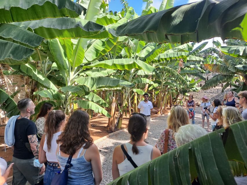 Gran Canaria: Banana World Guided Tour & Tasting - Hacienda La ReKompensa: what makes this 40-minute tour work